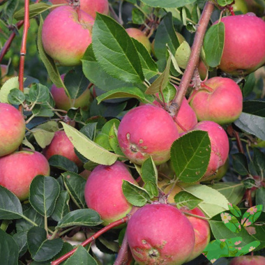 Саженцы яблони Розовый налив - купить в питомнике