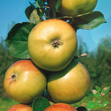 Колоновидная яблоня Малюха - купить в питомнике