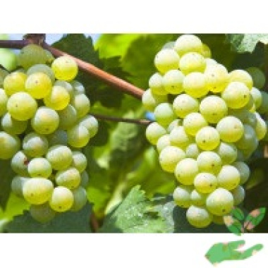 Виноград Русвен - купить в питомнике