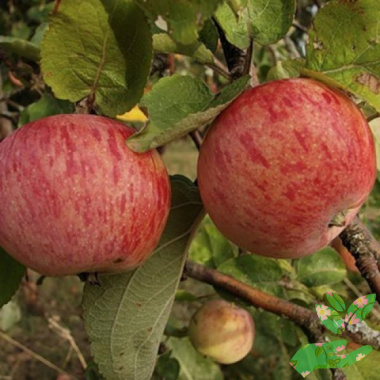 Саженцы яблони Штрейфлинг - купить в питомнике