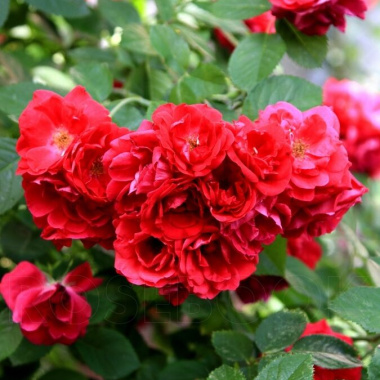 Розы Фая Лобби - купить в питомнике