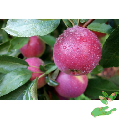 Яблоня Брусничное - купить в питомнике