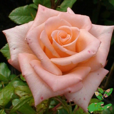 Розы Ангажемент - купить в питомнике