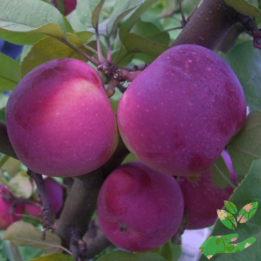 Саженцы яблони Орлик - купить в питомнике