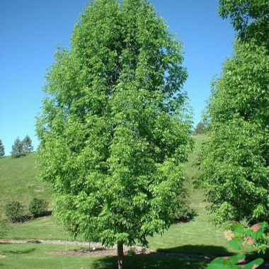 Лиственное дерево Ясень - купить в питомнике