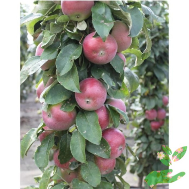 Колоновидная яблоня Валюта - купить в питомнике