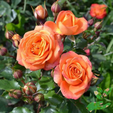 Розы Бейб - купить в питомнике