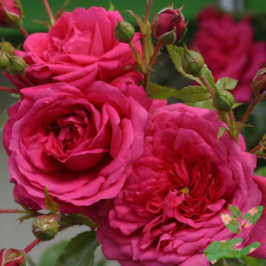 Розы Лагуна - купить в питомнике
