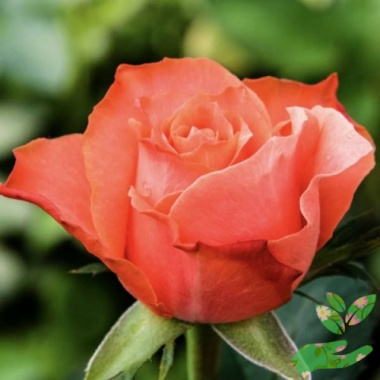 Розы Деметра - купить в питомнике