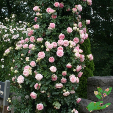 Розы Клайминг Парад - купить в питомнике