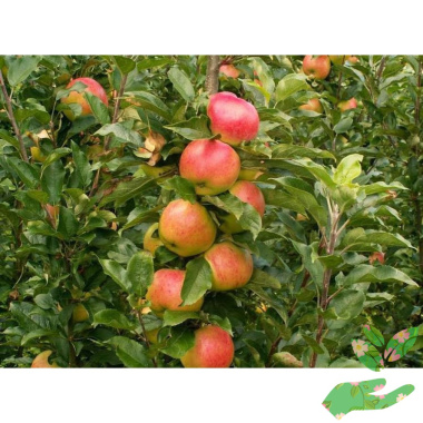 Колоновидная яблоня Баргузин - купить в питомнике