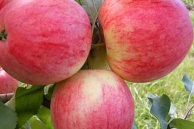 Саженцы яблони Розовый налив фото 3
