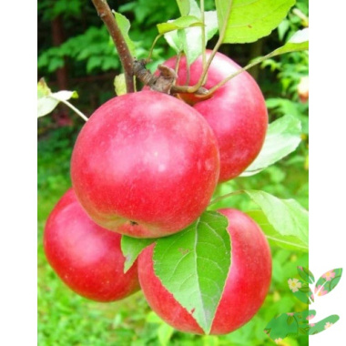 Яблоня Анис алый - купить в питомнике