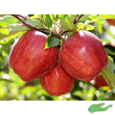 Яблоня Гала - купить в питомнике