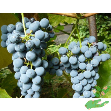 Виноград Таежный - купить в питомнике