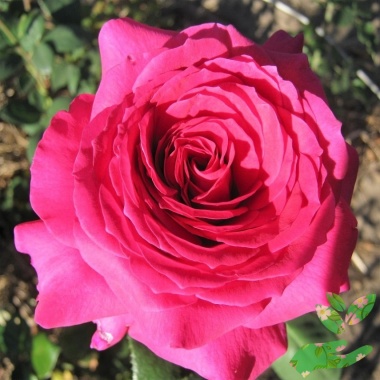 Розы Юрианда - купить в питомнике