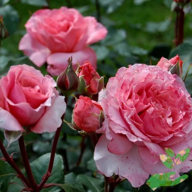 Розы Лоран Каброль - купить в питомнике