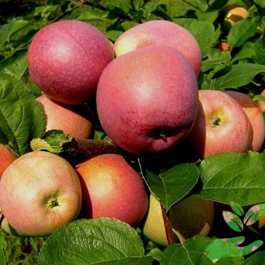 Саженцы яблони Слава Победителям - купить в питомнике
