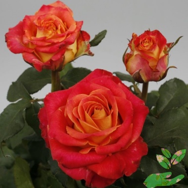 Розы Лина - купить в питомнике