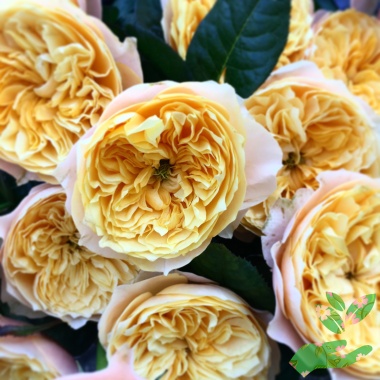 Розы Вувузела Желтая - купить в питомнике
