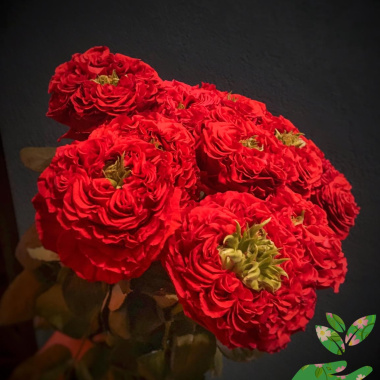 Розы Ред Айс - купить в питомнике