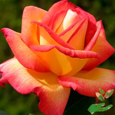 Розы Контики - купить в питомнике
