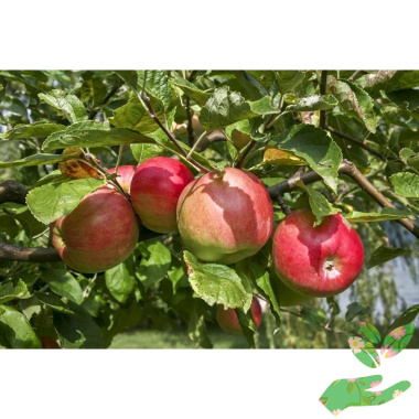 Яблоня Жигулевское - купить в питомнике