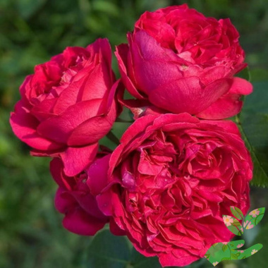 Розы Ред Эден - купить в питомнике