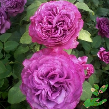 Розы Клод Брассер - купить в питомнике