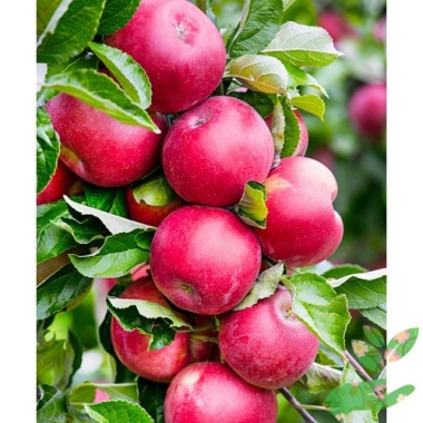 Колоновидная яблоня Арбат - купить в питомнике