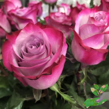 Розы Фана - купить в питомнике