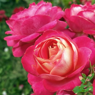 Розы Мидсаммер - купить в питомнике