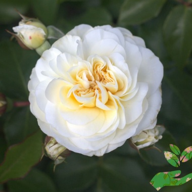 Розы Леди Романтика - купить в питомнике
