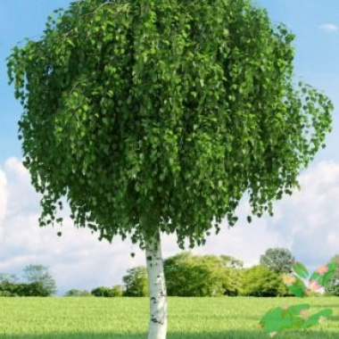 Лиственное дерево Берёза - купить в питомнике
