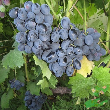 Виноград Руслан - купить в питомнике