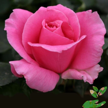 Розы Эйфелева Башня - купить в питомнике
