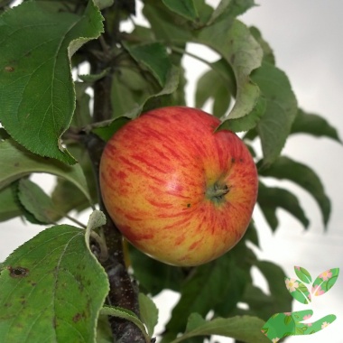 Яблоня Коричное Полосатое - купить в питомнике