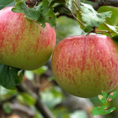 Саженцы яблони Мантет - купить в питомнике
