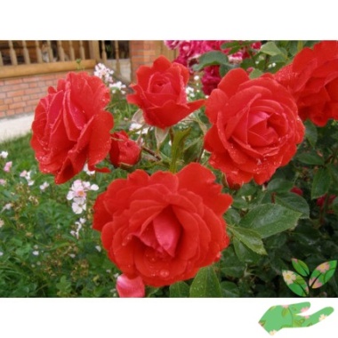 Розы Бриллиант - купить в питомнике