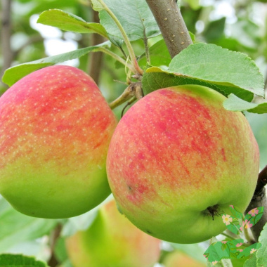 Саженцы яблони Мельба - купить в питомнике