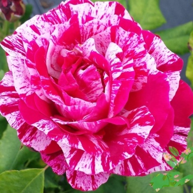 Розы Фердинард Пичард - купить в питомнике