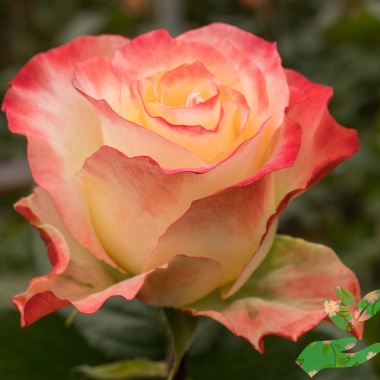 Розы Кабарет - купить в питомнике