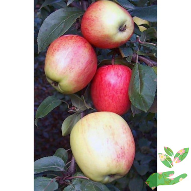 Колоновидная яблоня Аркадик - купить в питомнике