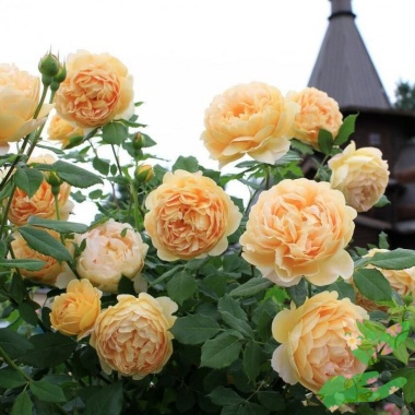 Розы Голден Селебрейшн - купить в питомнике