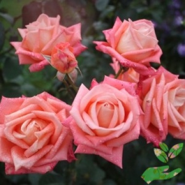 Розы Коника - купить в питомнике