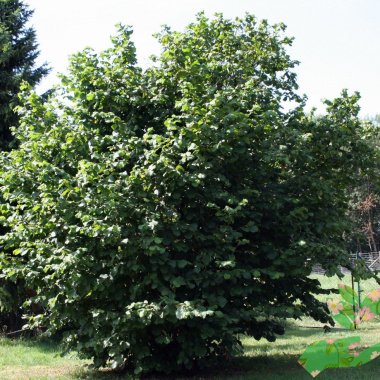 Лиственное дерево Лещина - купить в питомнике