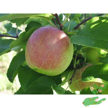 Саженцы яблони Орловская Полосатое - купить в питомнике