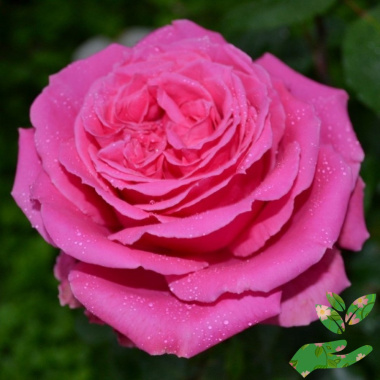 Розы Август Ренуар - купить в питомнике
