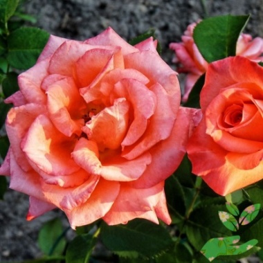 Розы Султан - купить в питомнике