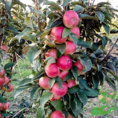 Колоновидная яблоня Васюган - купить в питомнике